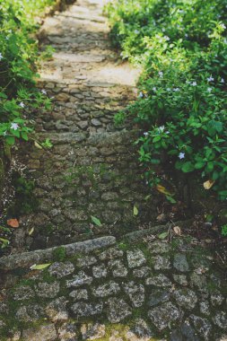 Sintra, Portekiz Park Pena Sarayı. Gizli ormanlık keşfetmek yağmur ormanları ile vahşi eğrelti otları,.