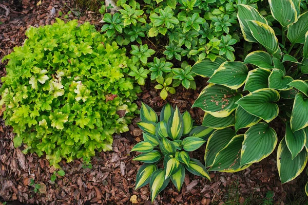 Hosta Magische Insel Zusammen Mit Heuchera Limettenmarmelade Schattigen Garten Gepflanzt — Stockfoto