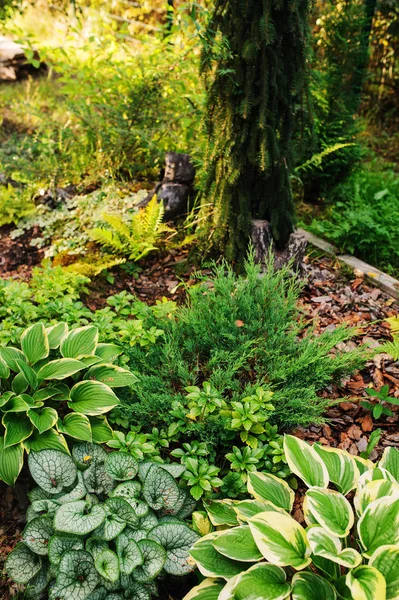 布鲁纳拉 弗罗斯特与寄宿者一起种在阴凉的花园里 花园设计中的耐遮阳植物 — 图库照片