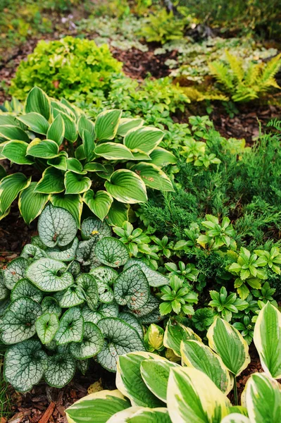 Brunnera Jack Frost Φυτευτεί Μαζί Hostas Στον Σκιερό Κήπο Ανεκτικό — Φωτογραφία Αρχείου