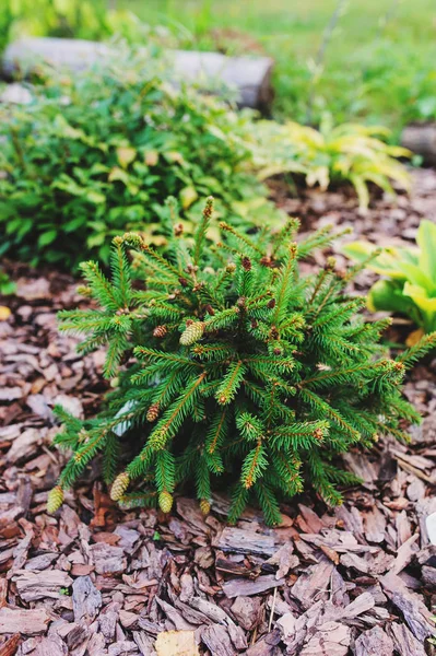 Picea Abies Pusch Planted Garden Rare Dwarf Conifer Funny Red — Stock Photo, Image