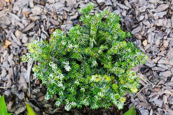 Abies Koreana Icebreaker Planted Garden Rare Cultivar Korean Fir Silvery — Stock Photo, Image