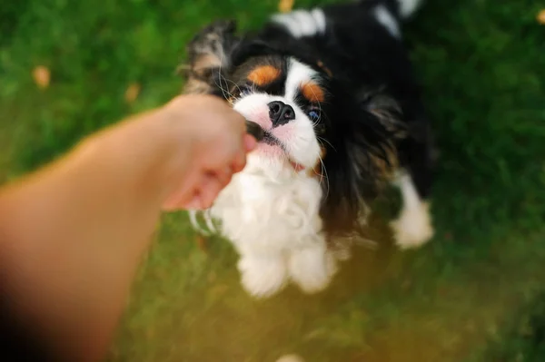 Cão Brincando Com Seu Dono Com Brinquedo Caminhada Cavaleiro Rei — Fotografia de Stock