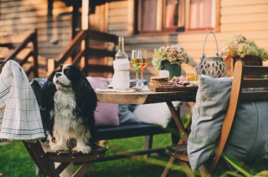aç köpek Bahçe yaz açık parti peynir ve et ahşap masa üzerinde izlerken mumlar ve çiçekler ile dekore edilmiş. 