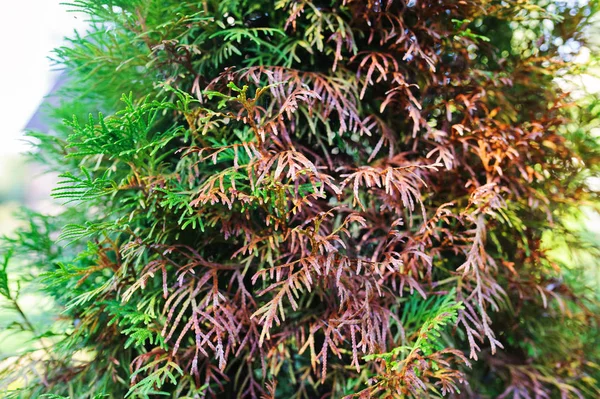 thuja damaged by spring sun or animals close up in garden. Conifer health care concept.