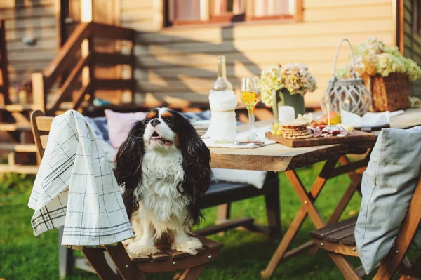 Perro Hambriento Viendo Jardín Verano Fiesta Aire Libre Con Queso — Foto de Stock