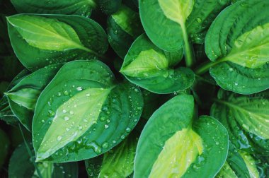 Hosta yaz bahçede yakın bırakır. Peyzaj tasarımı gölgeli yerler için bitkiler.