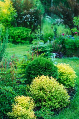 karışık kenarlıklı özel yaz yazlık bahçe manzaralı. Dekoratif çalılar, iğne yapraklılar ve uzun ömürlü birlikte dikti