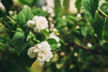 Yaz bahçede çiçek açan philadelphus coronaryus. Güzel beyaz çiçekli dal