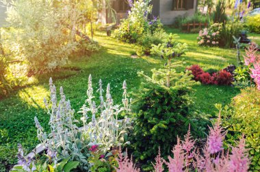 güzel çiçeklenme yaz İngilizce yazlık tarzı bahçe. Çiçeklik astilbe, stachys, abies koreana ve diğer çok yıllık bitkiler