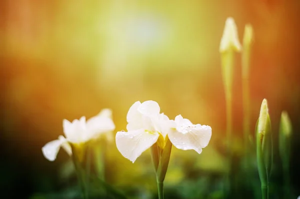 Wit Bloeiende Irissen Close Zomertuin Floral Samenstelling Met Lege Ruimte — Stockfoto