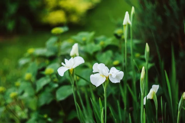 Sibirica Blanc Iris Floraison Dans Jardin Été Cultiver Belles Fleurs — Photo
