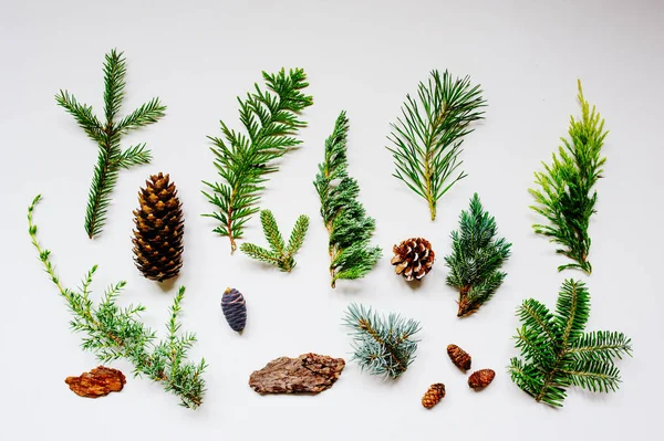 Collection Various Conifers Its Cones White Backround Set Juniperus Thuja — Stock Photo, Image