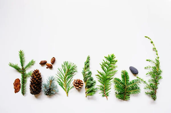 Collection Various Conifers Its Cones White Backround Set Juniperus Thuja — Stock Photo, Image