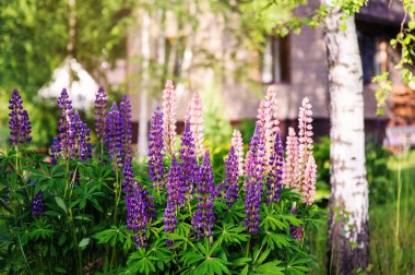 beautiful lupin flowers blooming in garden clipart