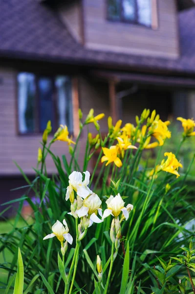 Iris Blancs Fleurs Lys Jaunes Avec Maison Bois Sur Fond — Photo