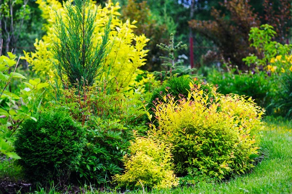 私人夏季山寨花园景观与黄色的尖顶混合边界 装饰灌木 针叶树和多年生植物种植在一起 — 图库照片
