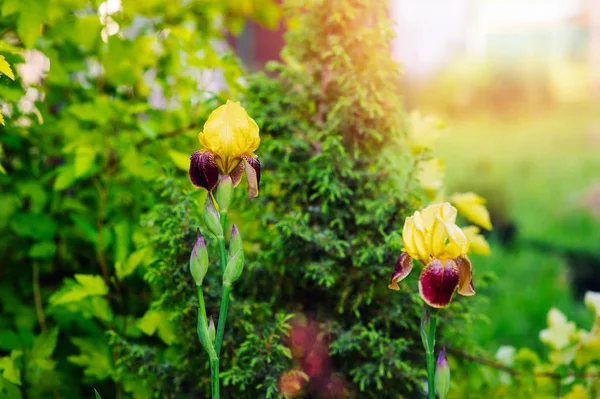 Iris Barbuto Giallo Che Fiorisce Nel Giardino Estivo — Foto Stock