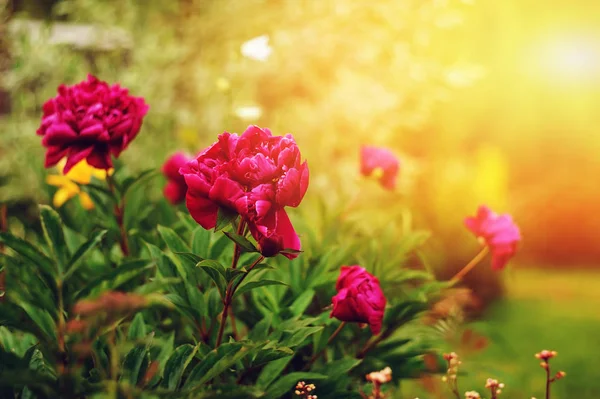 Mooie Paarse Pioenrozen Bloeien Zomertuin Groeiende Bloemen Eigen Tuin Achtertuin — Stockfoto