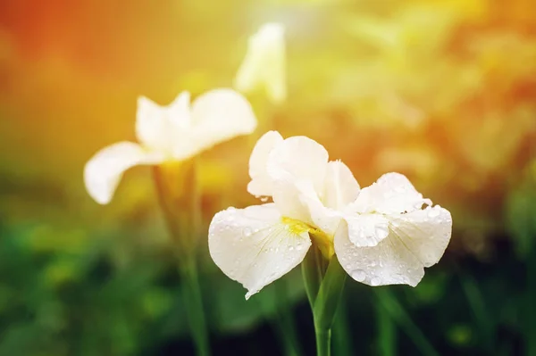 Iris Flor Blanca Cerca Jardín Verano Composición Floral Con Espacio — Foto de Stock