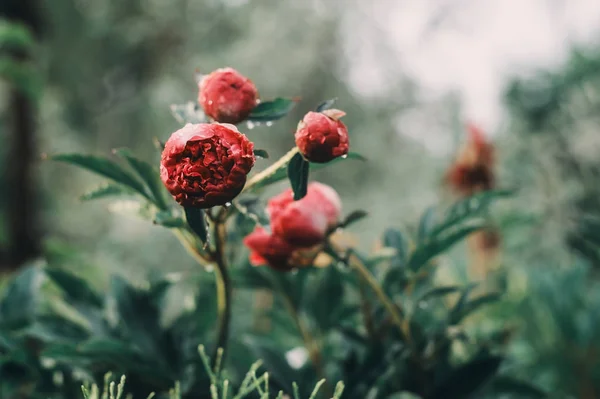 Hermosas Peonías Floreciendo Jardín Fondo Abstracto Floral Primavera Verano Tonos — Foto de Stock