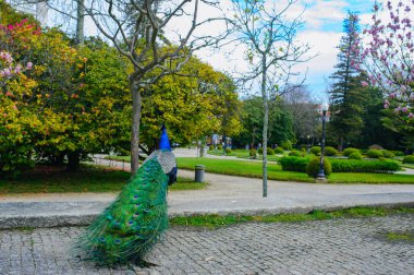 Tavuskuşu Jardins do Palacio de Cristal, Porto, Portekiz 'de yürüyor