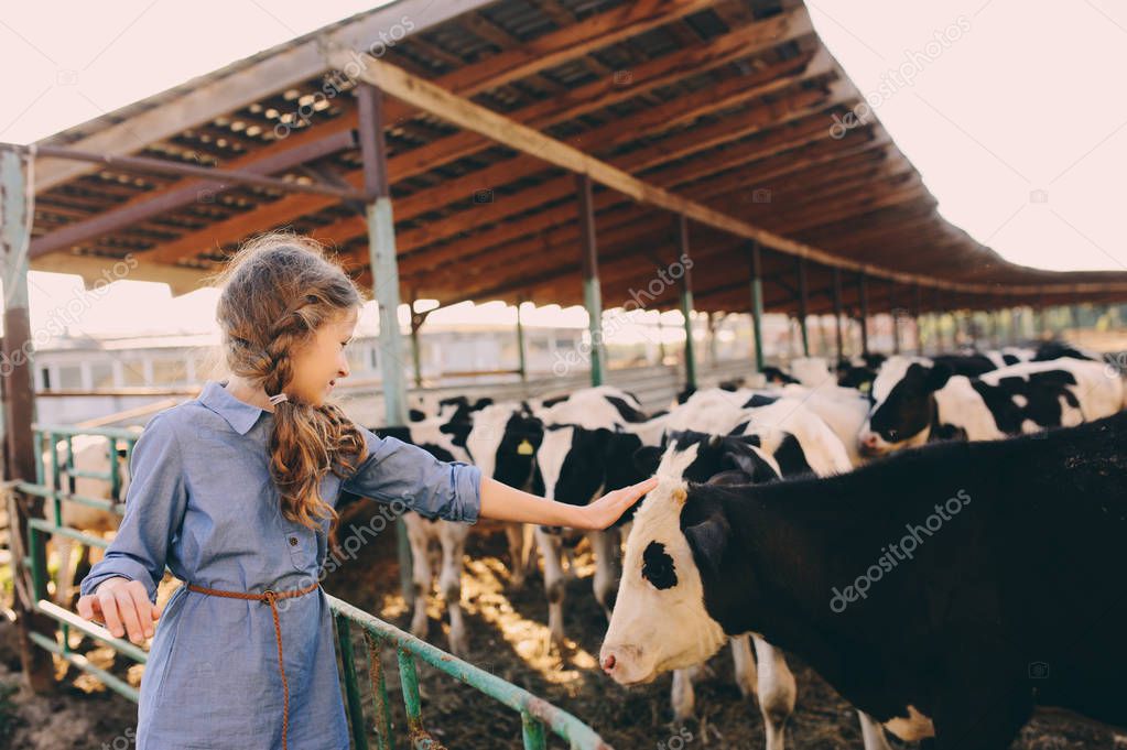 kid girl feeding calf on cow farm. Countryside, rural living, agriculture concept