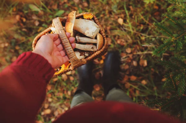 在秋天的森林里采摘野生蘑菇 手拿着装满蘑菇的篮子 生活方式被枪杀 — 图库照片