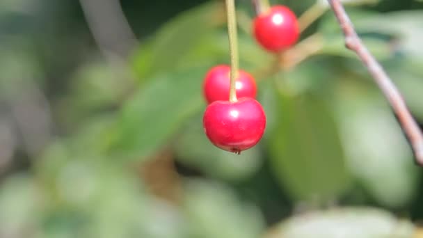 Red Cherries Branch Daylight — Stock Video