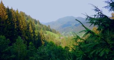 Karpat Dağları 'nda yaz ormanı