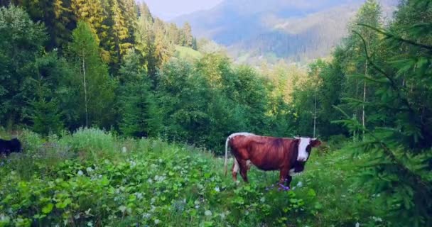 Schöne Tigerstreifen-Kuh im Bergwald — Stockvideo