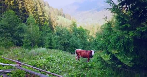 Vacker tigerrandig ko i fjällskogen — Stockvideo