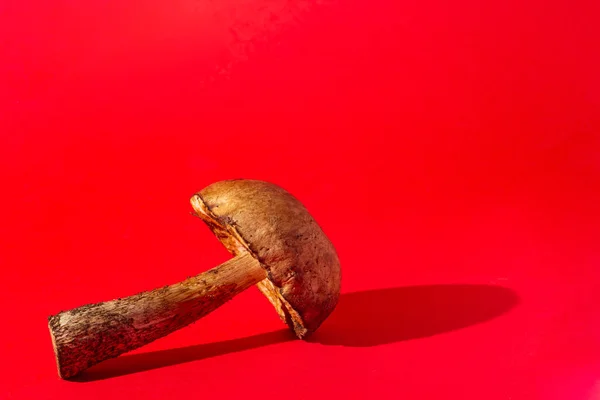 Μανιτάρι σε κόκκινο φόντο — Φωτογραφία Αρχείου