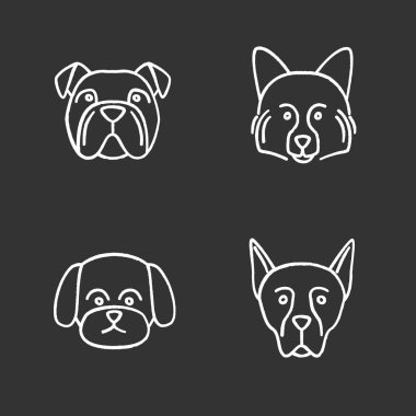 Köpekler doğurmak Icons set tebeşir. İngilizce bulldog, Alman Spitz, Malta, Doberman Pinscher. İzole vektör kara tahta çizimler