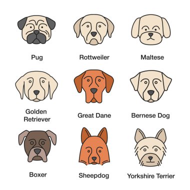 Köpekler doğurmak Icons set renk. Pug, Rottweiler, Malta, Golden Retriever, Danua, Bernese dağ köpeği, Shetland koyun, boksör, Yorkshire Terrier. İzole vektör çizimler