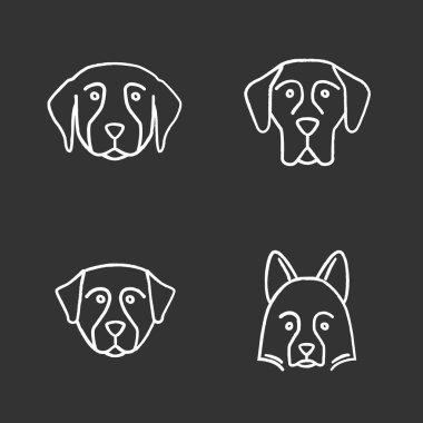 Köpekler doğurmak Icons set tebeşir. Golden Retriever, Danua, Bernese dağ köpeği, Shetland koyun. İzole vektör kara tahta çizimler