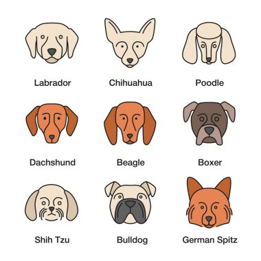 Köpekler doğurmak Icons set renk. Chihuahua, fino köpeği, beagle, boksör, Alman Spitz, İngilizce Bulldog, dachshund, Labrador geri almak, Shih Tzu. İzole vektör çizimler