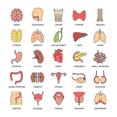 İç organları Icons set renk. Solunum, idrar, üreme, sindirim sistemleri. İzole vektör çizimler
