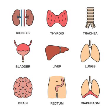Human internal organs color icons set. Kidneys, thyroid, trachea, urinary bladder, liver, lungs, brain, rectum, diaphragm. Isolated vector illustrations clipart