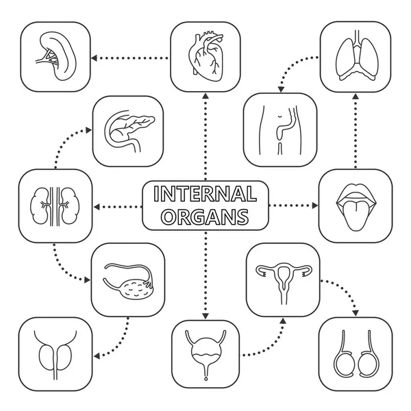 Mapa Mental Dos Órgãos Internos Com Ícones Lineares Sistemas Urinário — Vetor de Stock
