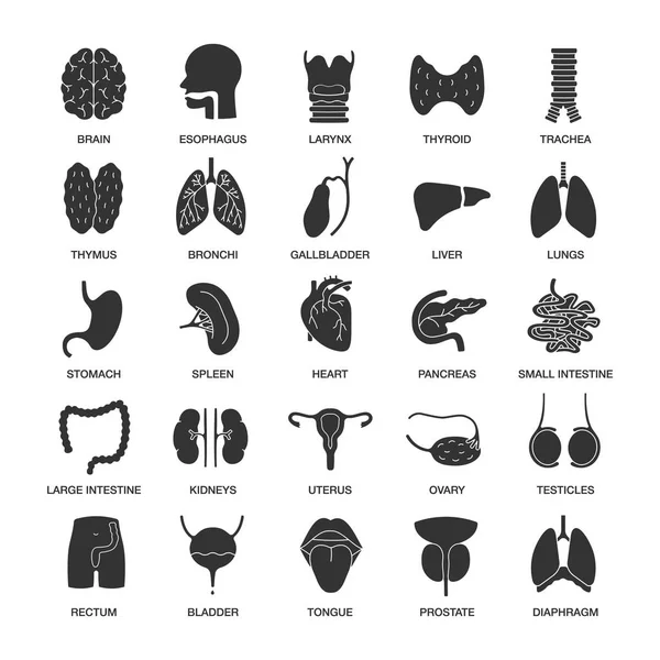 Inwendige Organen Glyph Iconen Set Ademhalings Urine Reproductieve Spijsvertering Silhouet — Stockvector