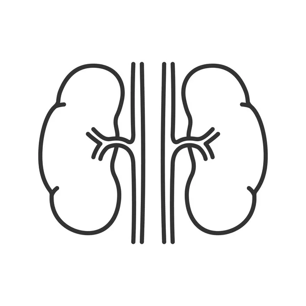 Human Kidneys Linear Icon Thin Line Illustration Urinary System Contour — Stock Vector