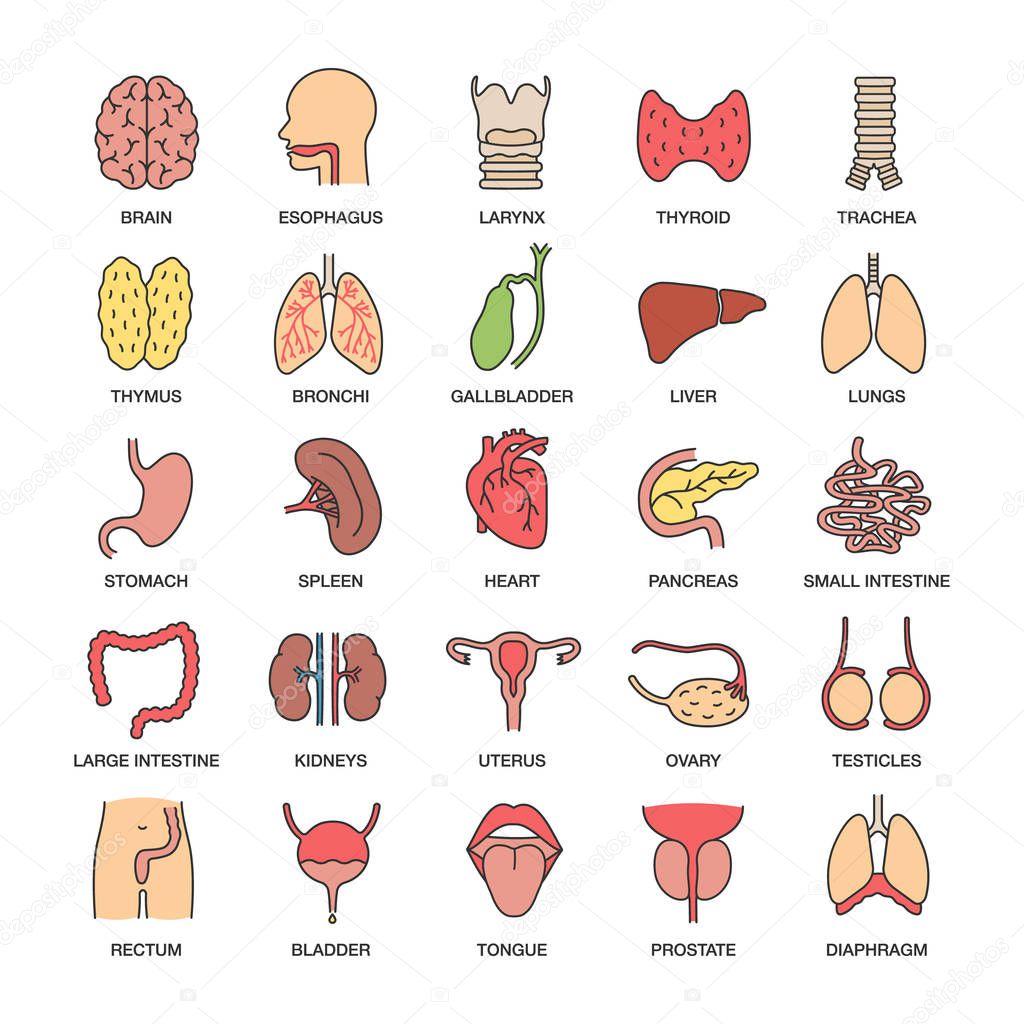 Internal organs color icons set. Respiratory, urinary, reproductive, digestive systems. Isolated vector illustrations