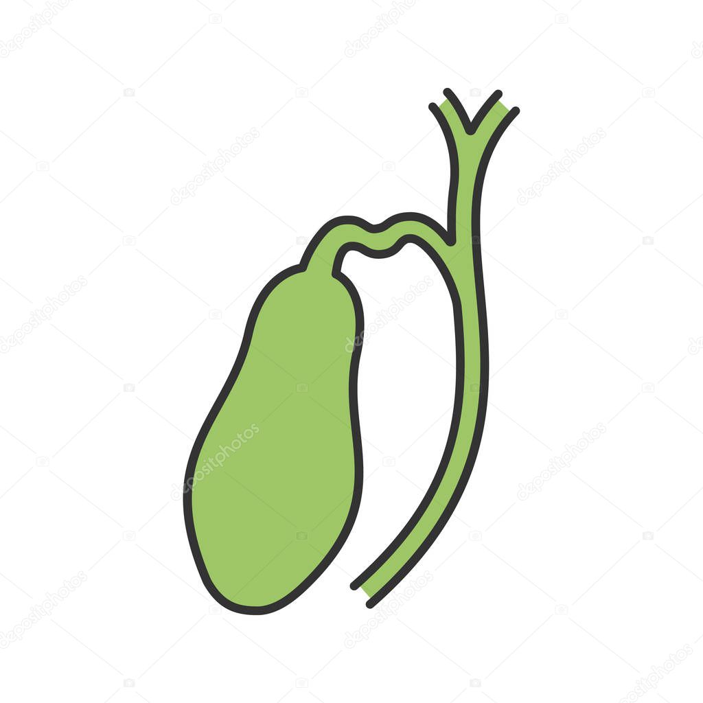 Gallbladder and ducts color icon. Isolated vector illustration