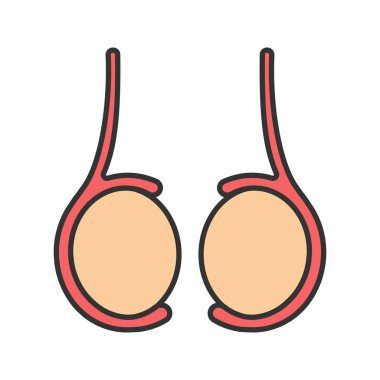 Testis renk simgesi. Testis. Erkek üreme bezi. İzole vektör çizim