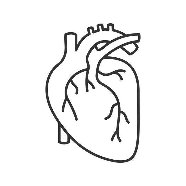 Anatomía Del Corazón Humano Icono Lineal Ilustración Línea Delgada Símbolo — Vector de stock