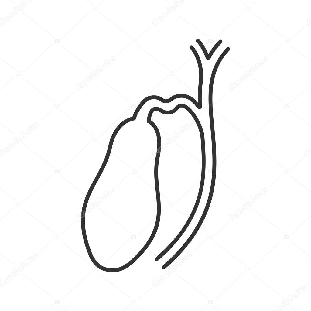 Gallbladder and ducts linear icon. Thin line illustration. Contour symbol. Vector isolated outline drawing
