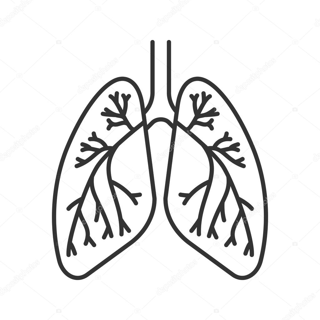Human lungs with bronchi and bronchioles linear icon. Thin line illustration. Respiratory system anatomy. Contour symbol. Vector isolated outline drawing
