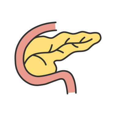 Pankreas ve oniki parmak bağırsağı renk simgesi. Sindirim ve endokrin bezi. İzole vektör çizim