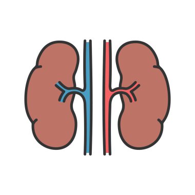 İnsan böbrekler renk simgesi. Üriner sistem. İzole vektör çizim